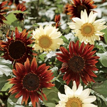 Girassol Sunflower total eclipse em sementes