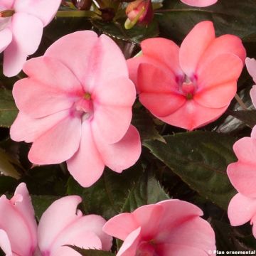 Alegria-da-casa Sunpatiens Compact Blush Pink - Impatiens