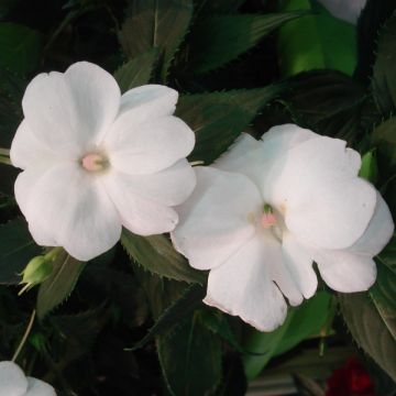 Alegria-da-casa Sunpatiens Compact Branco - Impatiens
