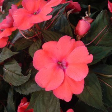Alegria-da-casa Sunpatiens Compact Hot Coral - Impatiens