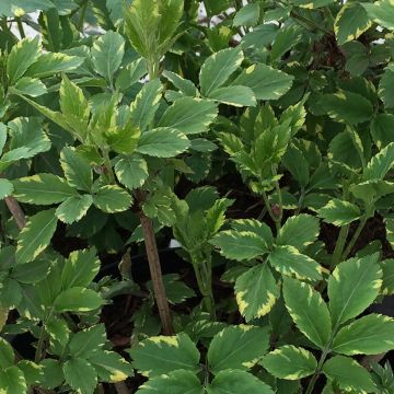 Sambucus nigra Golden Spark