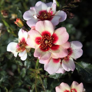 Roseira miniatura Glorious Babylon Eyes - Rosa x persica