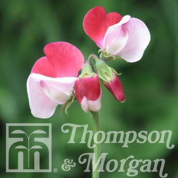 Ervilha de cheiro Little Red Riding Hood em sementes