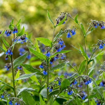 Symphytum asperum × officinale Bocking 14