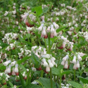 Symphytum grandiflorum Hidcote Pink