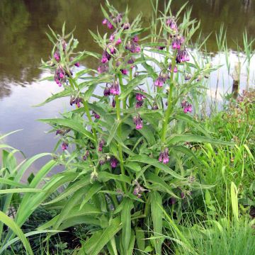 Symphytum officinale - Consolda-russa