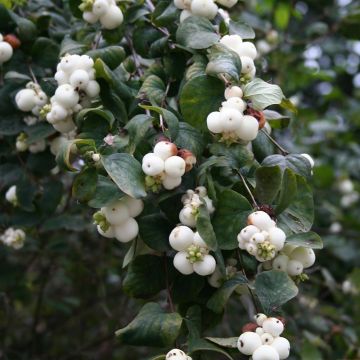 Symphoricarpos albus - Uva-de-neve