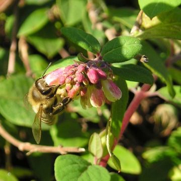 Symphoricarpos chenaultii
