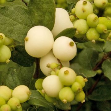 Symphoricarpos doorenbosii White Hedge