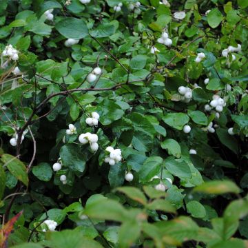 Symphoricarpos Arvid