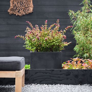 Symphoricarpos doorenbosii Magical Berry Christmas