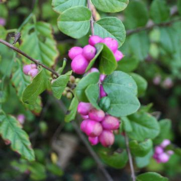 Symphoricarpos doorenbosii Magic Berry