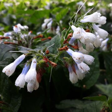 Symphytum grandiflorum Hidcote Blue