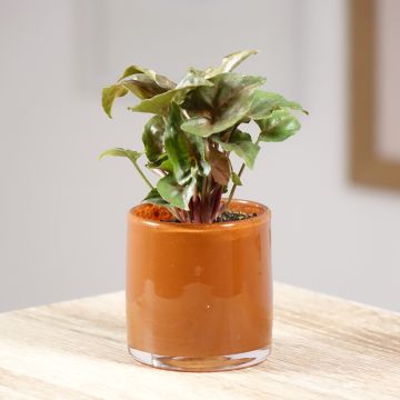 Syngonium podophyllum Maria Allusion