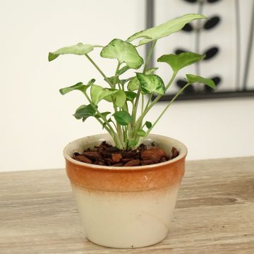 Syngonium podophyllum Snow White