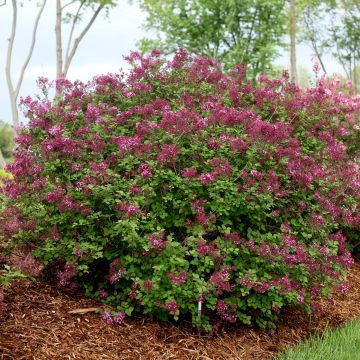 Syringa Bloomerang Dark Purple