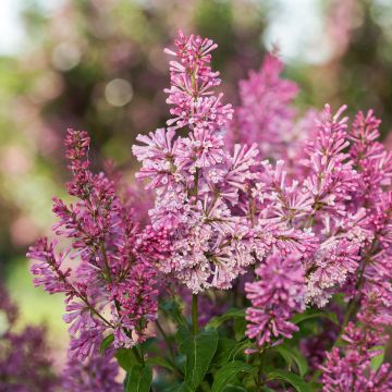 Syringa prestoniae Pinktini Syringa prestoniae Pinktini