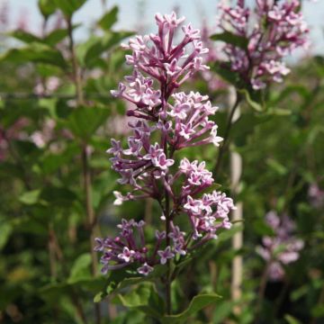 Syringa velutina Josée