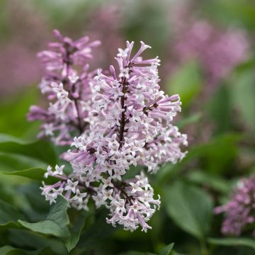 Syringa Little Lady