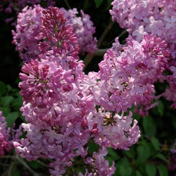 Syringa hyacinthiflora Esther Staley