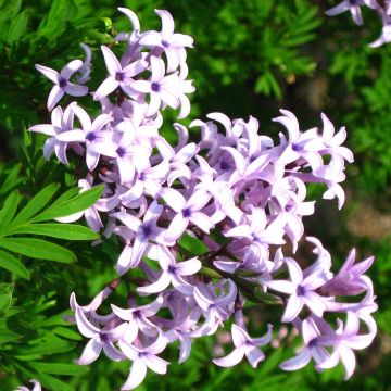 Syringa persica var. Laciniata - Lilás-da-pérsia
