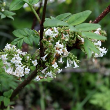 Syringa pinnatifolia - Lilás-da-pérsia