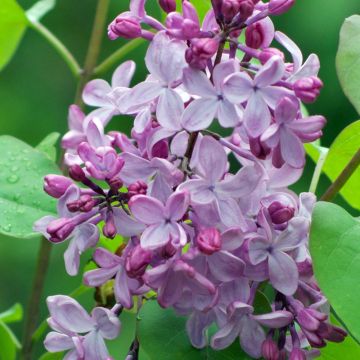 Syringa vulgaris - Lilás
