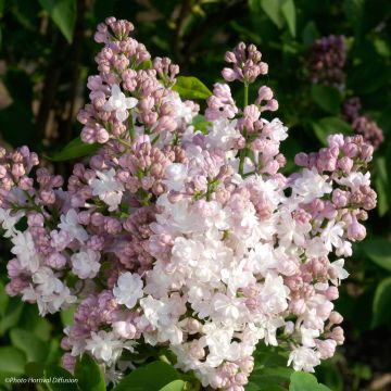 Syringa vulgaris Belle de Moscou