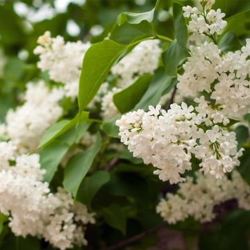 Syringa vulgaris Comtesse D'Harcourt
