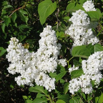 Syringa vulgaris Jeanne d'Arc