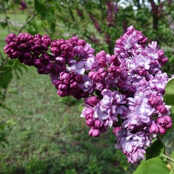 Syringa vulgaris Paul Thirion