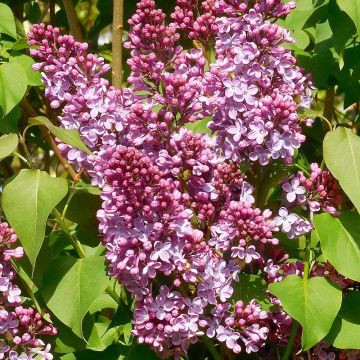 Syringa vulgaris Princesse Sturdza