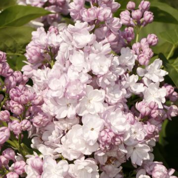 Syringa vulgaris Rose de Moscou