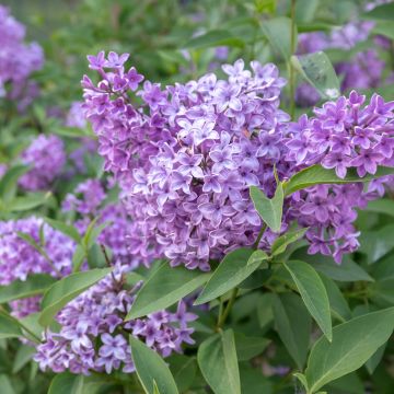 Syringa chinensis Saugeana