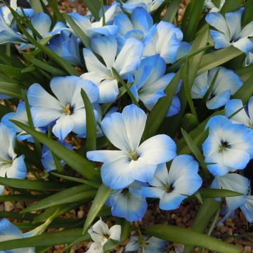 Tecophilaea cyanocrocus var. leichtlinii