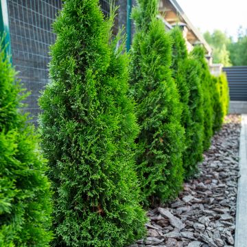 Thuja occidentalis Smaragd - Tuia-ocidental