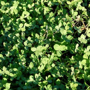 Trifolium fragiferum - Trevo-morangueiro