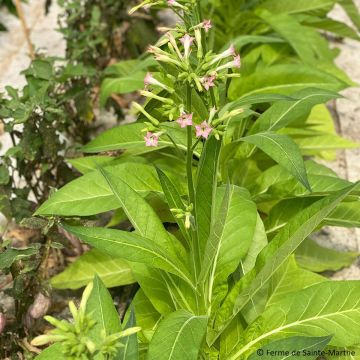 Nicotiana tabacum Ohio Dutch biológico em sementes