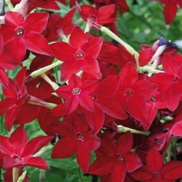 Nicotiana Perfume Vermelho em sementes