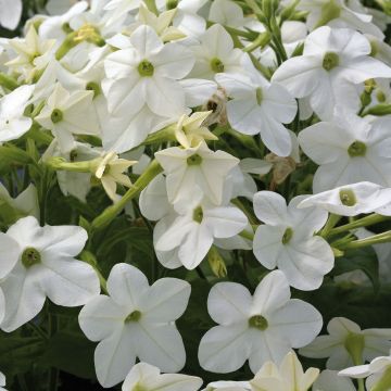 Nicotiana Perfume F1 White
