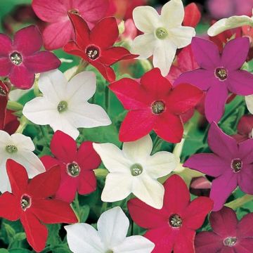 Nicotiana Evening Fragance mix em sementes