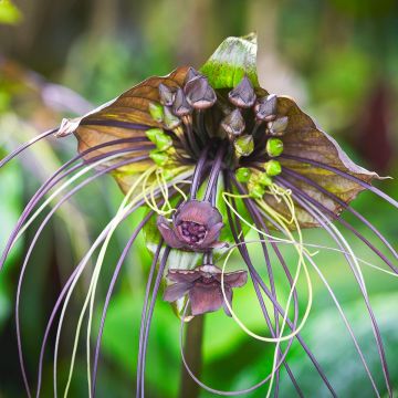 Tacca chantrieri - Flor-morcego
