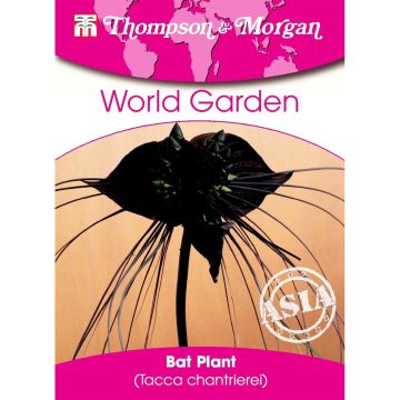 Tacca chantrieri em sementes - Flor-morcego