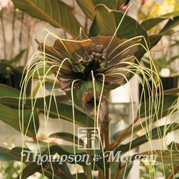Tacca chantrieri Green Isle em sementes - Flor-morcego