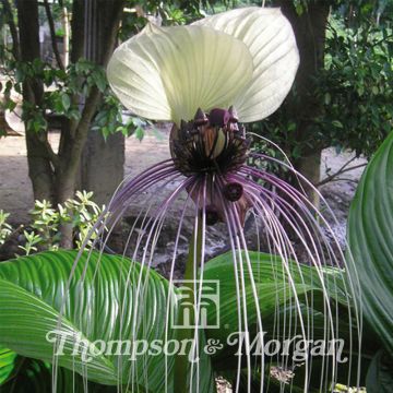 Tacca integrifolia Nivea em sementes