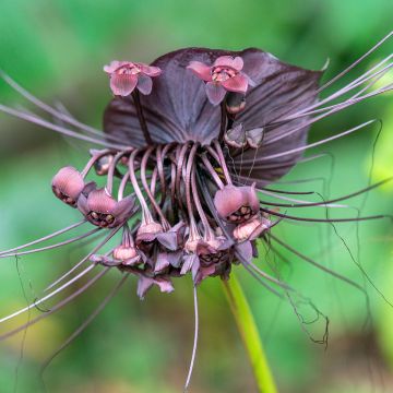 Tacca chantrieri - Flor-morcego