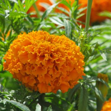 Cravo-túnico Hawaï em sementes - Tagetes erecta Cravo-túnico Hawaï em sementes - Tagetes erecta