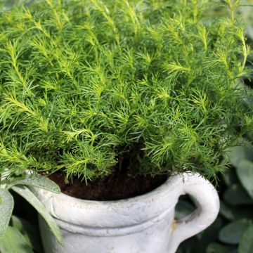 Cravo-túnico plantas jovens