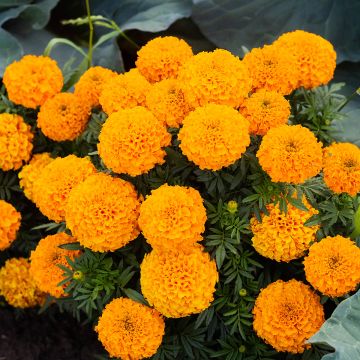 Cravo-túnico Boy O Boy Orange em sementes - Tagetes patula
