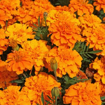Cravo-túnico Durango Tangerine em sementes - Tagetes patula
